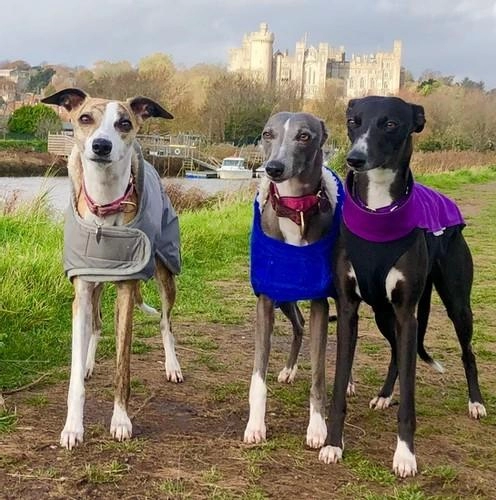 WALKIEES Go-With-Jo
