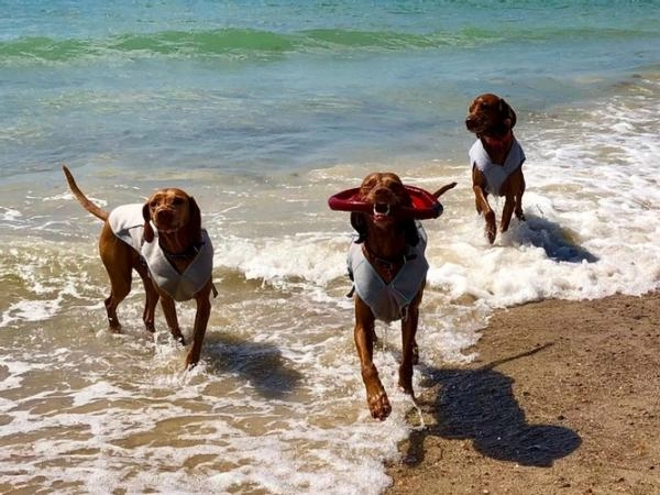WALKIEES Go-With-Jo