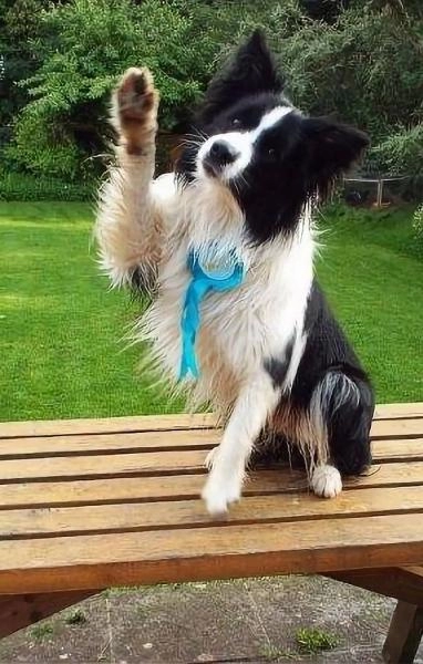 EXEmplar Dogs
