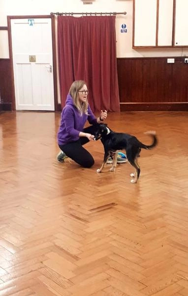 EXEmplar Dogs