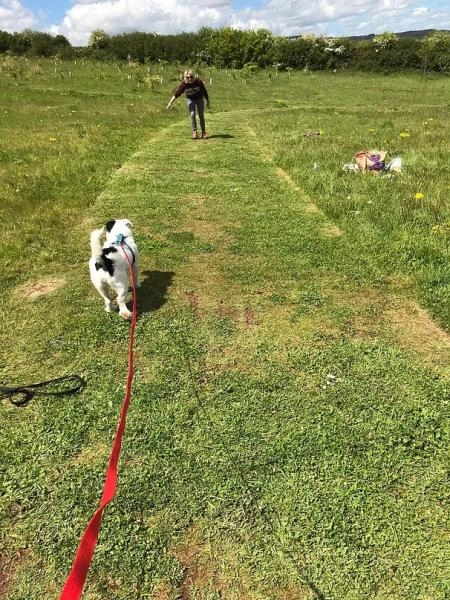 EXEmplar Dogs