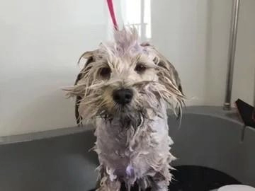 Kings Pet Services
