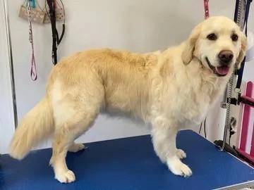 Kings Pet Services