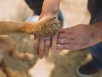 Kings Pet Services