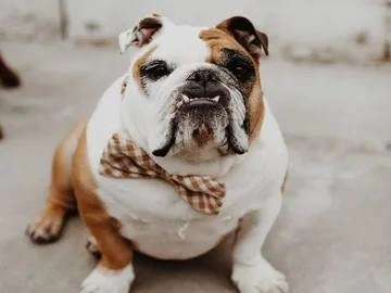 Kings Pet Services