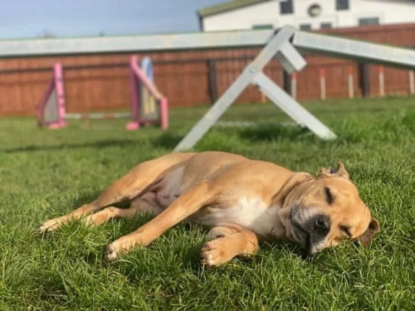 B.J.Kennels & Cattery