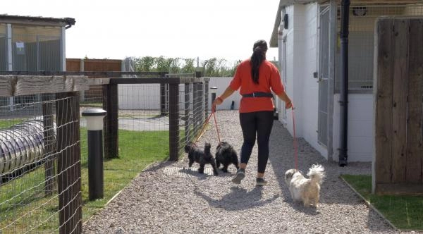 B.J.Kennels & Cattery