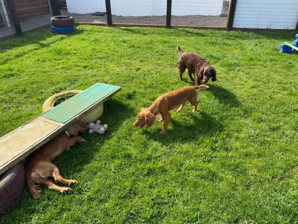 B.J.Kennels & Cattery
