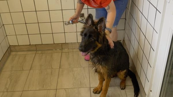 B.J.Kennels & Cattery