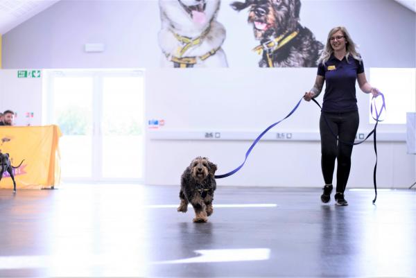 Dog School (Dogs Trust)