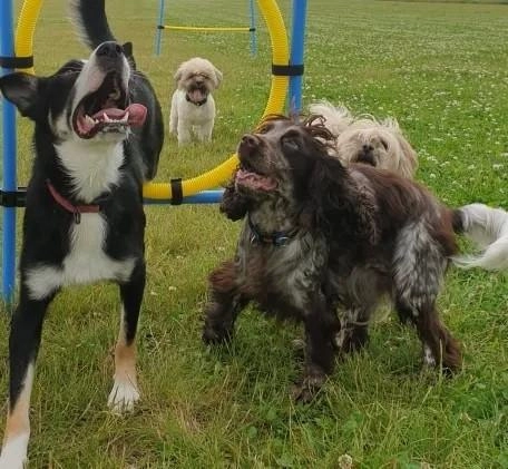 Pickering Dog Field