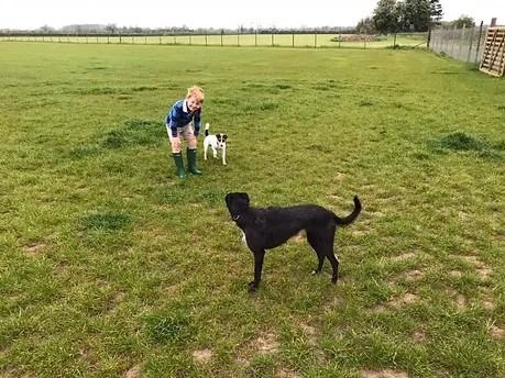 Pickering Dog Field