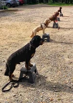 Ringwood Dogs