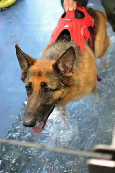 Kent and Medway Hydrotherapy