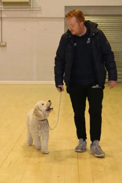 Top Dog Training School