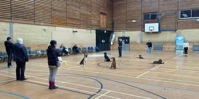 Top Dog Training School