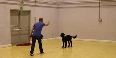 Top Dog Training School