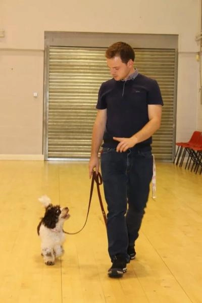 Top Dog Training School