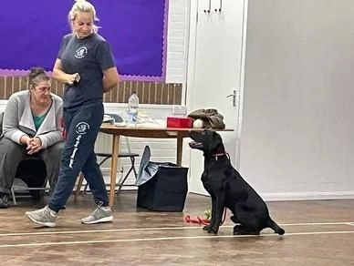 Top Dog Training School