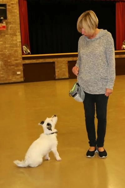 Top Dog Training School