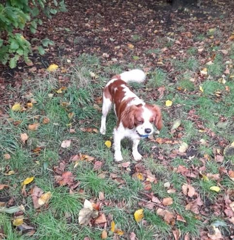 Walkies & Woofs