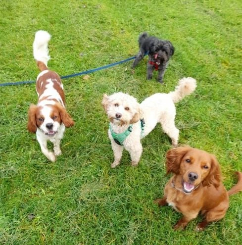 Walkies & Woofs