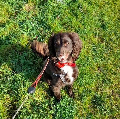 Walkies & Woofs