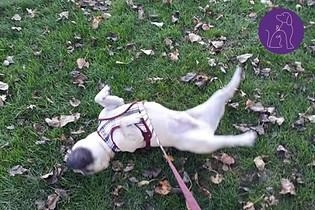 Walkies & Woofs
