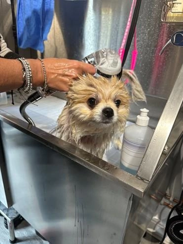 Daisy doodle Grooming