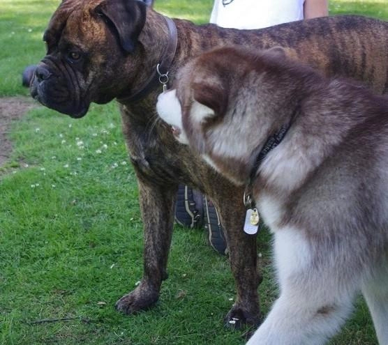 The Inner Wild Canine Development Centre