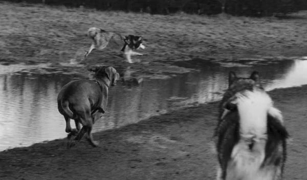 The Inner Wild Canine Development Centre