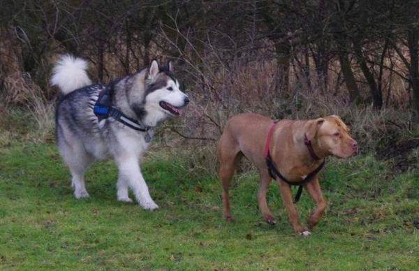 The Inner Wild Canine Development Centre