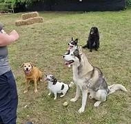 Coatbridge Dog Park