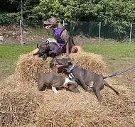 Coatbridge Dog Park