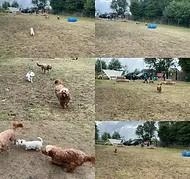 Coatbridge Dog Park