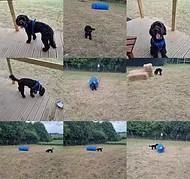 Coatbridge Dog Park