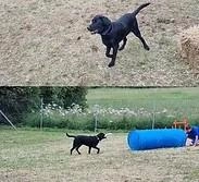 Coatbridge Dog Park