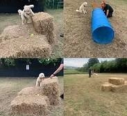 Coatbridge Dog Park
