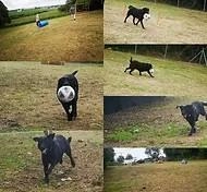 Coatbridge Dog Park