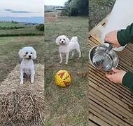 Coatbridge Dog Park