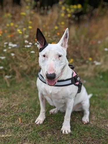 Sussex Paws & Trails