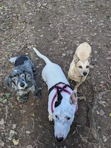 Sussex Paws & Trails