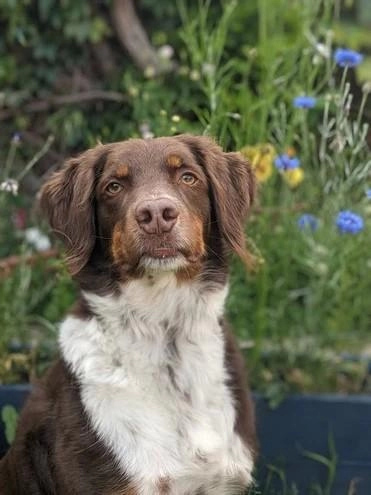 Sussex Paws & Trails