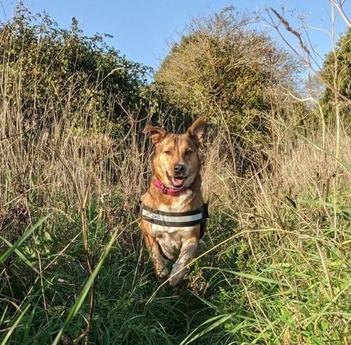 Sussex Paws & Trails