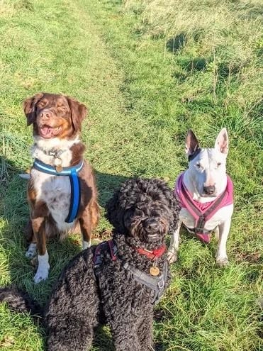 Sussex Paws & Trails