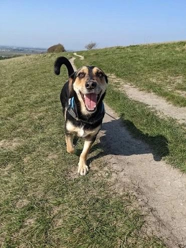 Sussex Paws & Trails