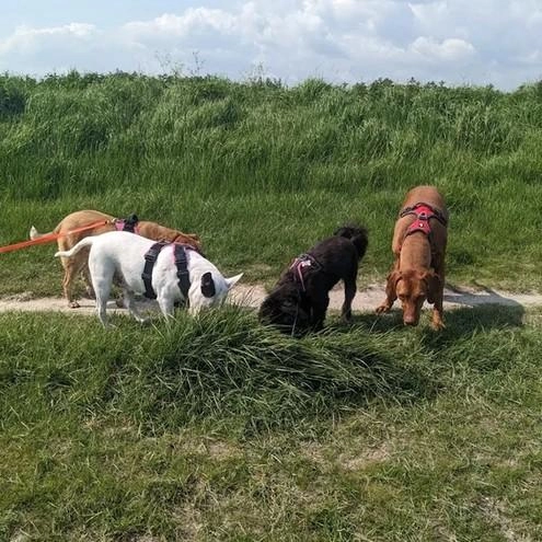 Sussex Paws & Trails