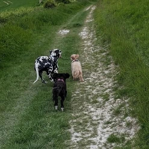 Sussex Paws & Trails