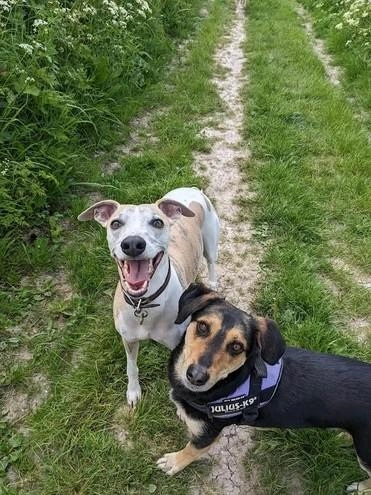 Sussex Paws & Trails