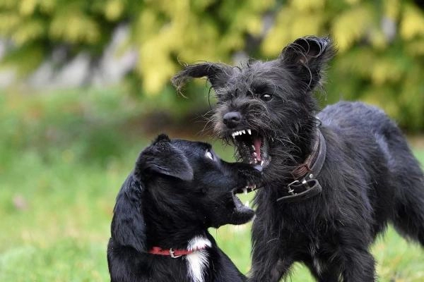 Bark Busters - Basingstoke & Fleet